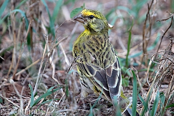 Yellow Crowned Canary