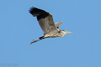 Grey Heron