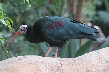 Southern Bald Ibis | Juvenile