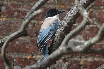 Asian Azure-winged magpie