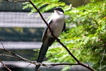 Asian Azure-winged magpie