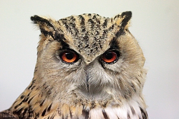 Great Horned Owl Taxidermy
