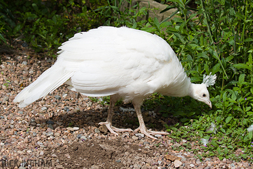 Albino Peacock