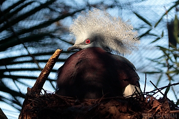 Sclater`s Crowned Pigeon