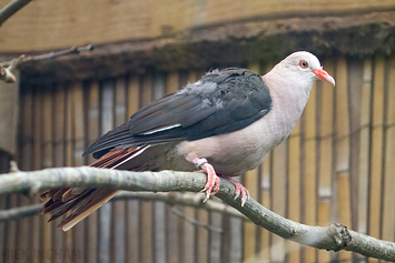 Mauritian pink pigeon