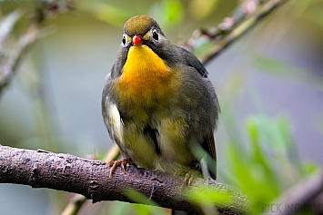 Red-billed Leiothrix / Pekin Robin