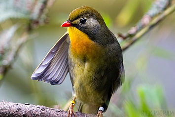 Red-billed Leiothrix / Pekin Robin
