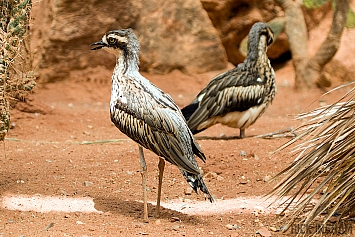 Bush stone-curlew / Thick-Knee