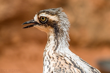 Bush stone-curlew / Thick-Knee