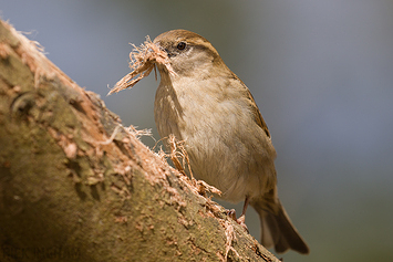 House Sparrow | Female