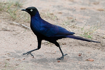 Ruppell Long-tailed Starling
