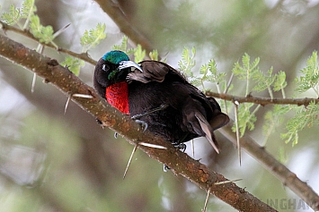 Black Bellied Sunbird