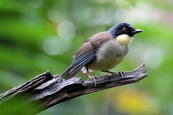 Blue Crowned Laughing Thrush