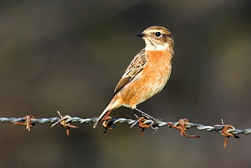 Stonechat | Female