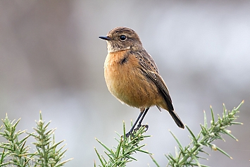 Stonechat | Female