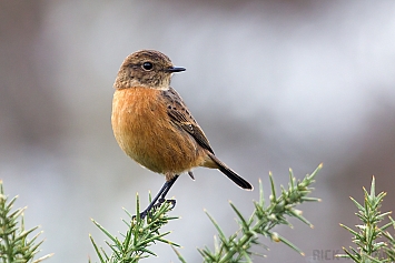 Stonechat | Female