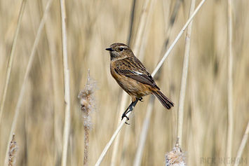 Stonechat | Female