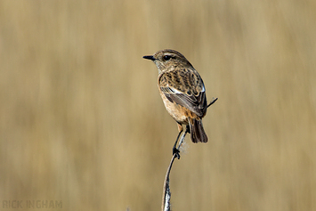 Stonechat | Female