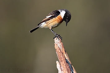 Stonechat | Male