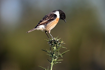 Stonechat | Male