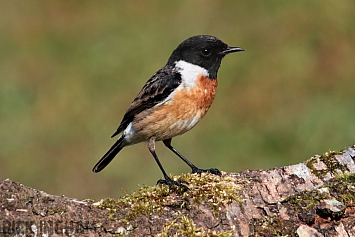 Stonechat | Male