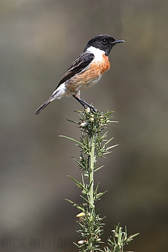 Stonechat | Male