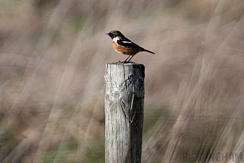 Stonechat