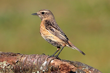 Stonechat | Female