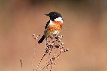 Stonechat | Male