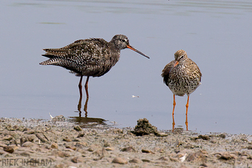 Spotted Redshank (Summer Plumage) + Common Redshank