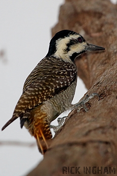 Bearded Woodpecker | Female
