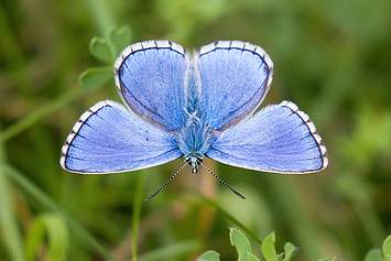 Adonis Blue Butterfly | Male