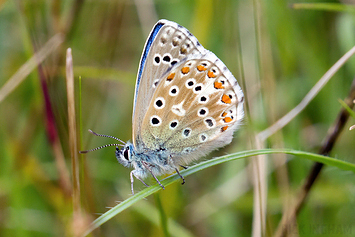 Adonis Blue Butterfly | Male