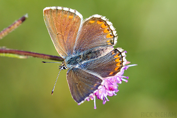 Adonis Blue Butterfly | Female