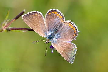 Adonis Blue Butterfly | Female