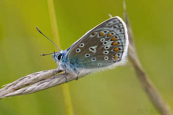 Chalkhill Blue Butterfly