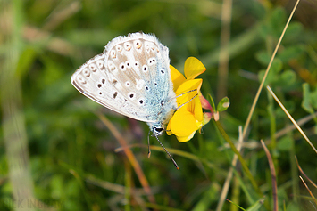 Chalkhill Blue Butterfly | Male