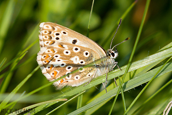 Chalkhill Blue Butterfly | Female