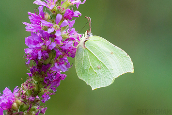 Brimstone Butterfly | Male