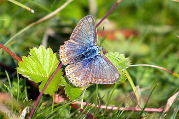 Common Blue Butterfly | Female