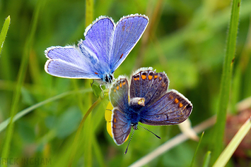 Common Blue Butterfly | Male + Female