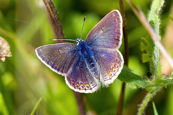 Common Blue Butterfly | Female