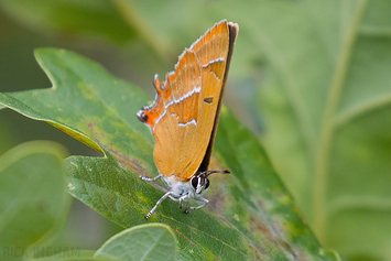 Brown Hairstreak Butterfly | Female