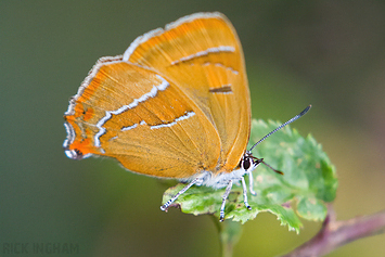 Brown Hairstreak Butterfly | Female