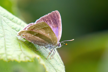 Purple Hairstreak Butterfly