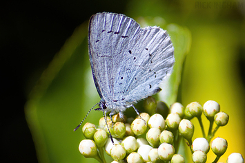 Holly Blue Butterfly