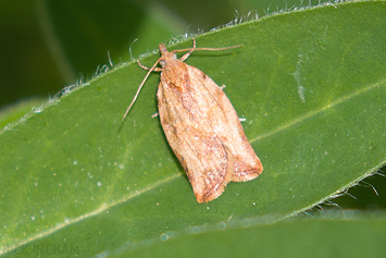 Light Brown Apple Moth - Epiphyas postvittana