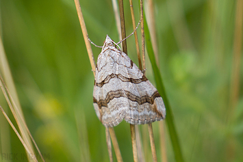 Treble Bar Moth