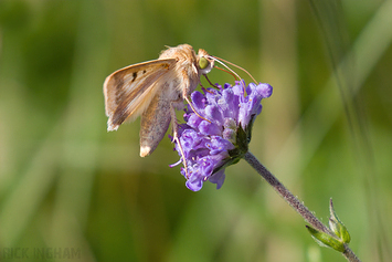 Scarce Bordered Straw Moth