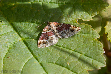 Red Twin-spot Carpet Moth